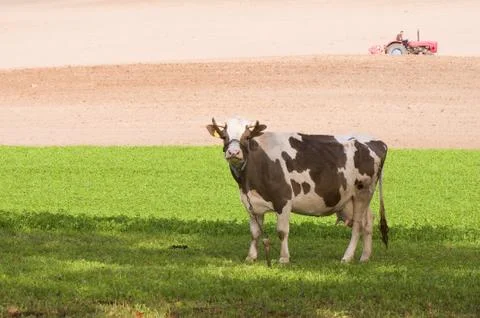 Cow Stock Photos