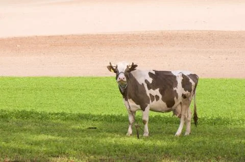 Cow Stock Photos