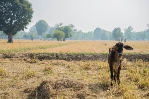 The cow Stock Photos