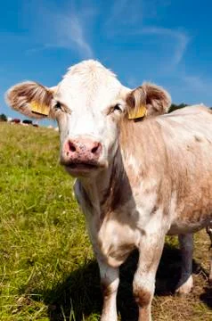 Cow Foto stock