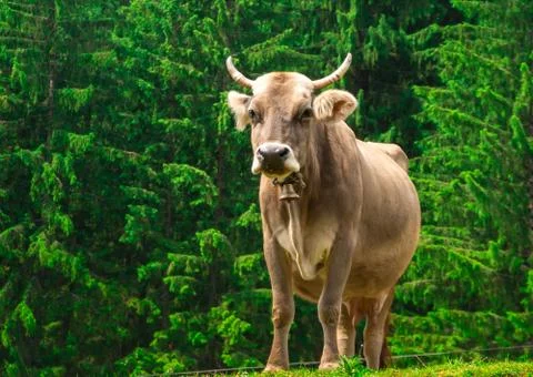Cow Stock Photos