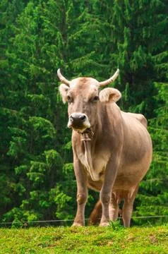 Cow Stock Photos