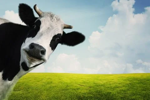 Cow Stock Photos
