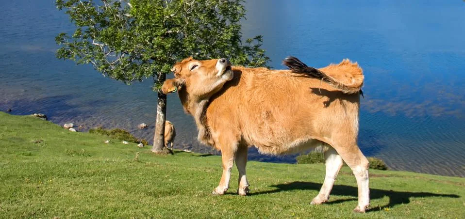 Cow Stock Photos