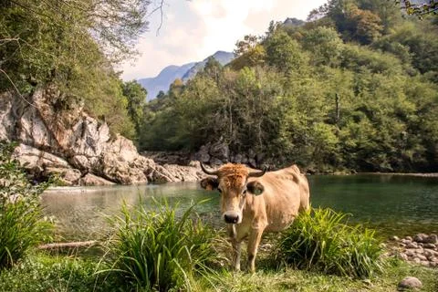 Cow Stock Photos