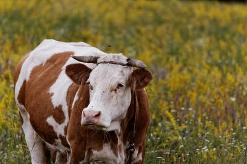Cow Stock Photos