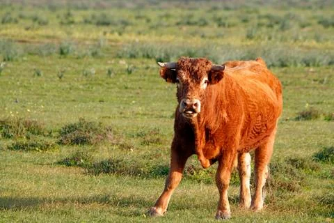 Cow Stock Photos