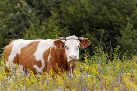 Cow Stock Photos