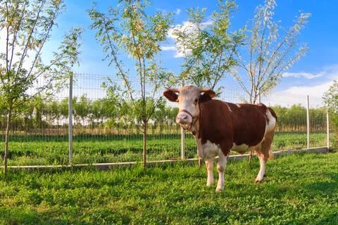 Cow Stock Photos