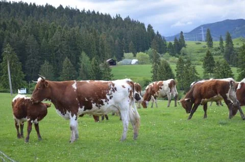 Cow Stock Photos