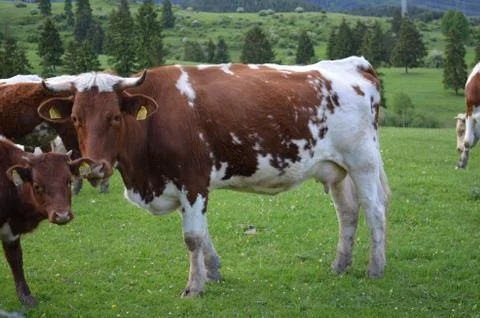 Cow Stock Photos