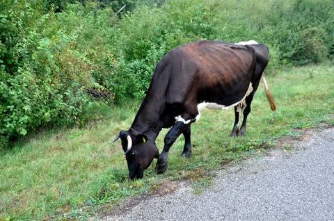 Cow Stock Photos