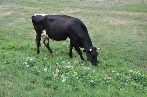 Cow Stock Photos