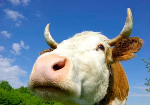 Cow Stock Photos