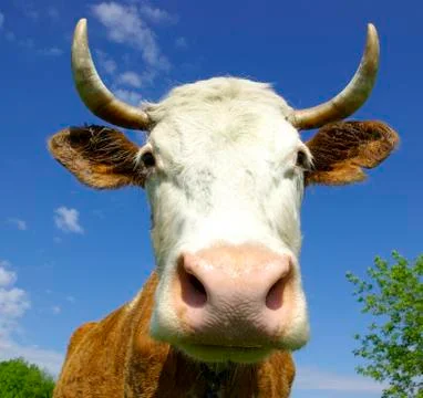 Cow Stock Photos