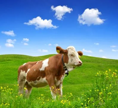 Cow Stock Photos