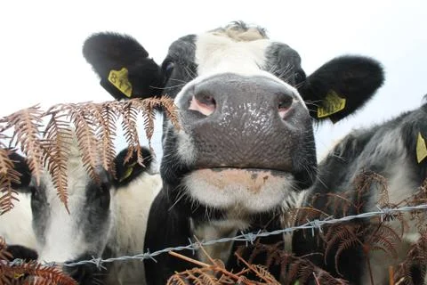COW 写真素材