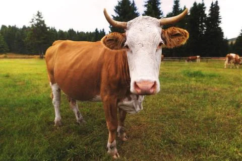 A cow. Stock-Fotos