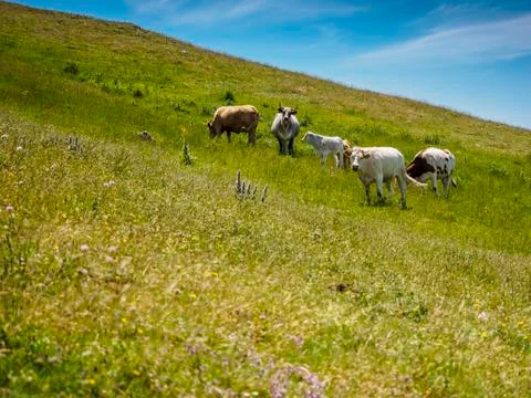 Cow Stock Photos