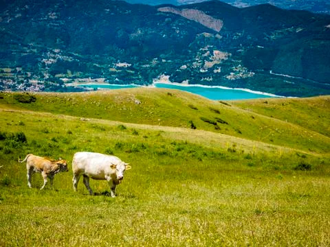Cow Stock Photos