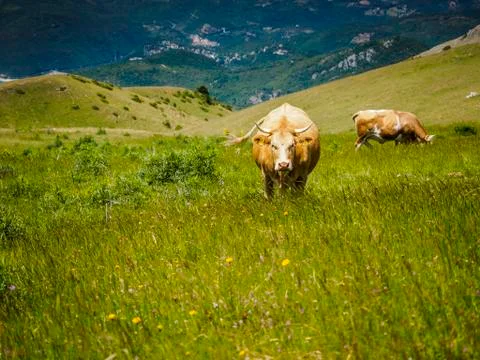 Cow Stock Photos