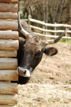Cow Foto stock