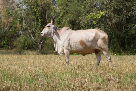 Cow Stock Photos