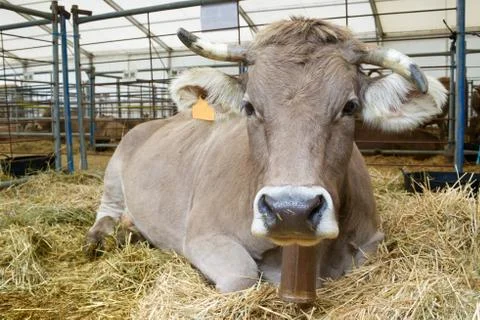 Cow Stock Photos