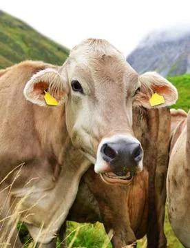 Cow Stock Photos