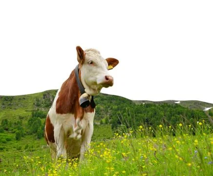 Cow Stock Photos