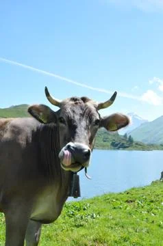 Cow Stock Photos
