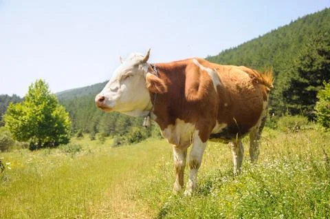 Cow Stock Photos