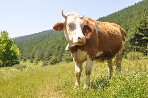 Cow Stock Photos