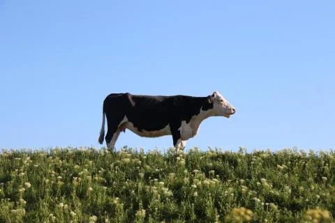 Cow Stock Photos
