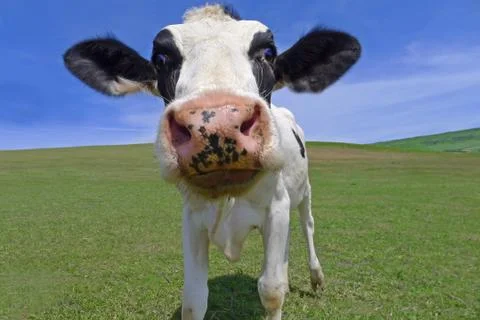 Cow Фото