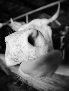 Cow Stock Photos