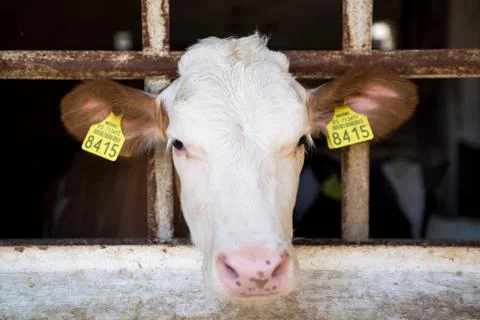 Cow Stock Photos