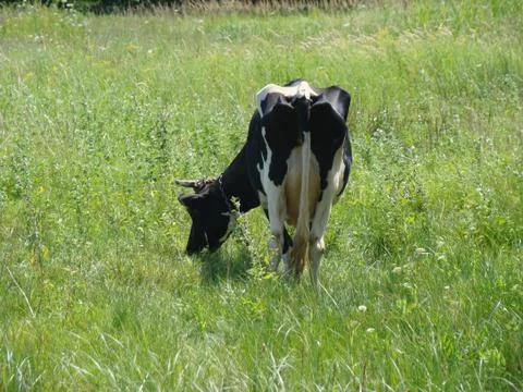 Cow Foto stock
