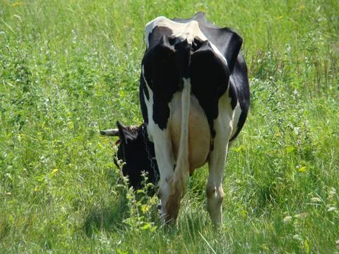 Cow Stock Photos
