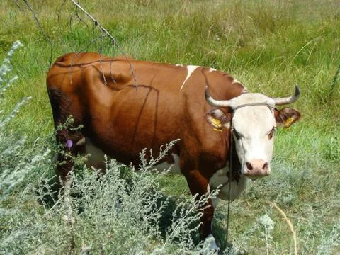 Cow Foto stock