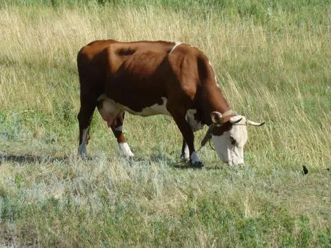 Cow Stock Photos