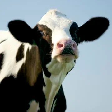 Cow Stock Photos