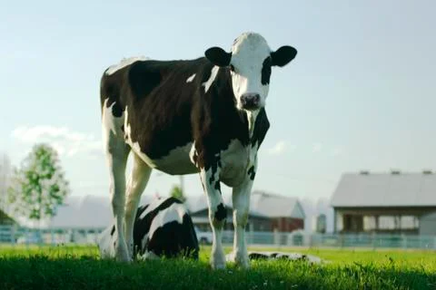 Cow Stock Photos