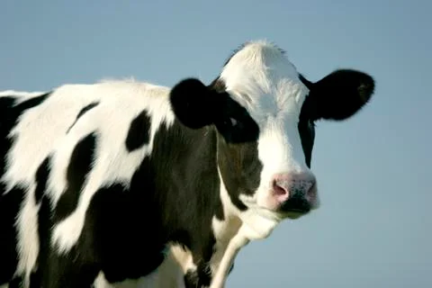 Cow Foto stock