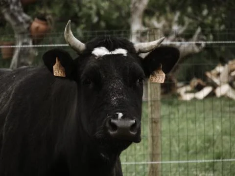 The Cow Stock Photos