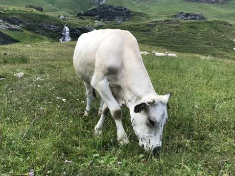 Cow Stock Photos