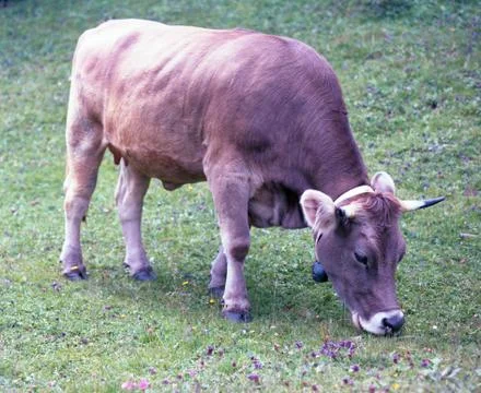 Cow Stock Photos