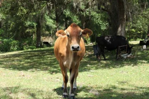 Cow Stock Photos
