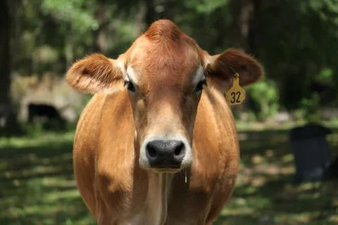 Cow Stock Photos