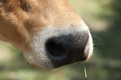Cow Stock Photos
